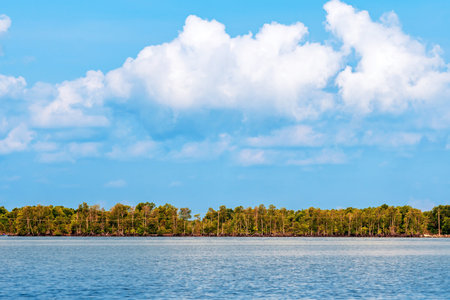Beautiful green mangrove tree at sea coast. Fascinating ecosystem of the tropical mangrove forest. Beautiful View of roots and branches Mangrove trees along the sea.の写真素材