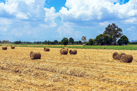 View of dried leaves rolled into circular motion after harvesting. Farmers collect dried leaves and roll them in circles. Dry leaves roll in field.の写真素材
