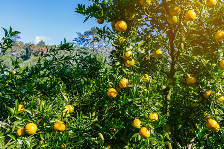Orange trees or citrus sinensis covered with oranges. Tangerine tree or Citrus tangerina completely covered with ripe fruits. Ripe oranges hang on branch at tangerine garden. Great harvest in orchard.の写真素材