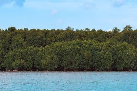 Beautiful green mangrove tree at sea coast. Cork tree or Mangrove apple tree. Fascinating ecosystem of the tropical mangrove forest. Beautiful View of roots and branches Mangrove trees along the sea.の写真素材