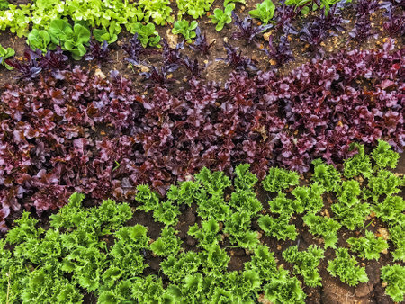 Beautiful farmland landscape with vegetables rows in farm. Fresh green and red salad. Lettuce on garden beds in vegetable field. Salad plants in open ground. Growing organic vegetables. Healthy food.の写真素材