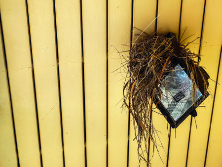 Bird nest made of straw and small twigs above spotlight mounted on ceiling of house. Empty bird nest...