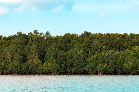 Beautiful green mangrove tree at sea coast. Cork tree or Mangrove apple tree. Fascinating ecosystem of the tropical mangrove forest. Beautiful View of roots and branches Mangrove trees along the sea.の写真素材