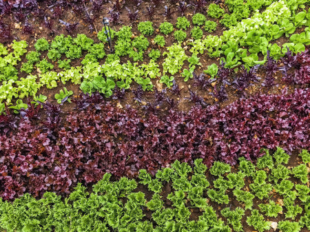 Beautiful farmland landscape with vegetables rows in farm. Fresh green and red salad. Lettuce on...