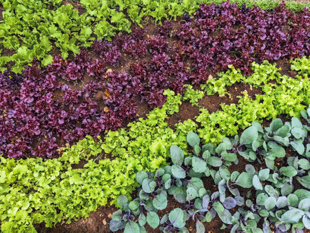 Beautiful farmland landscape with vegetables rows in farm. Fresh green and red salad. Lettuce on...