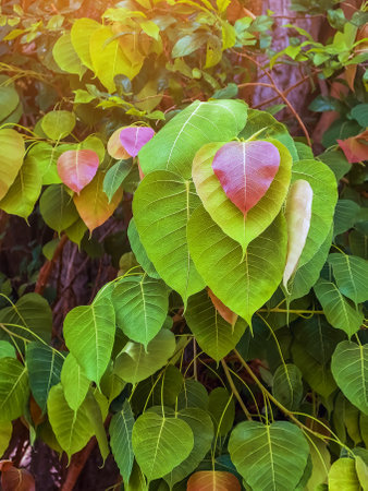 Beautiful red heart shaped leaves on green background. Young red Bodhi leaf on natural tree. Red leaves between green leaves of ficus religiosa tree. Peepal Leaf from Bodhi tree. Nature background.の写真素材