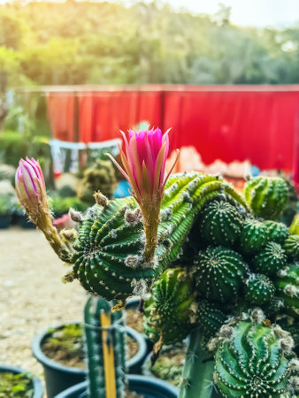 Beautiful fresh cactus in farm. A collection of cacti flourishing. Cactus plant in the arboretum. Industrial cactus farm in greenhouse with different types of cacti and succulents grown for sale.の写真素材
