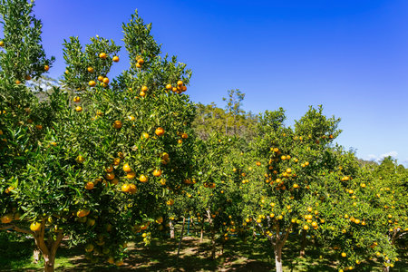Orange trees or citrus sinensis covered with oranges. Tangerine tree or Citrus tangerina completely...