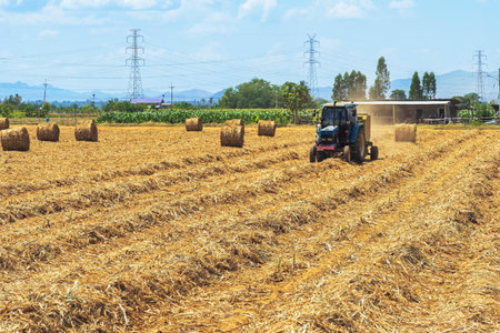 View of dried cane leaves rolled into circular motion after harvesting cane. Farmers collect dried cane leaves and roll them in circles. Dry cane leaves roll in cane field.の写真素材