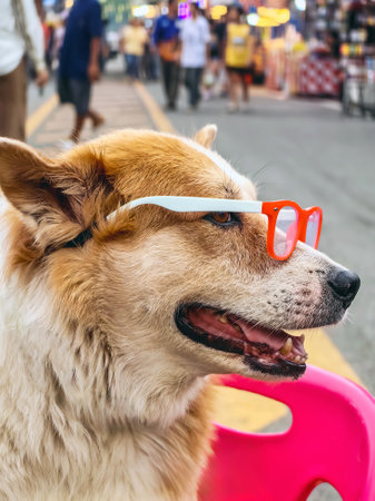 Brown and white dog wearing red and white glasses sitting and looking forward on street. Portrait of...