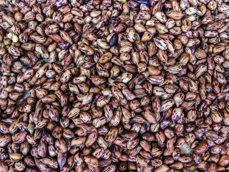 Top view of roasted Tiger beans peanut. Tiger stripe beans. Tiger pattern nut or queen nut....