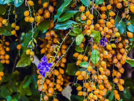 Orange berry fruit of Golden Dewdrop, also known as Pigeon berry, Skyflower, flowering shrub growing as ornamental plant or Duranta erecta. Rowan tree berries on a branch. Poisonous orange berries.の写真素材