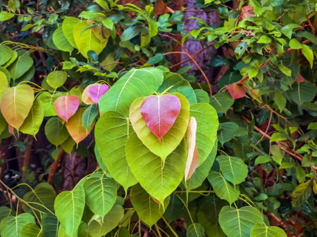 Beautiful red heart shaped leaves on green background. Young red Bodhi leaf on natural tree. Red leaves between green leaves of ficus religiosa tree. Peepal Leaf from Bodhi tree. Nature background.の写真素材