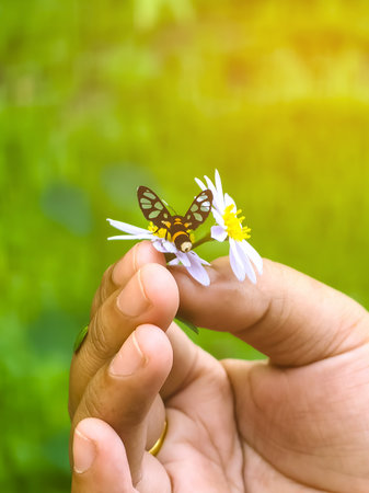 Nine spotted moth or Syntomis phegea on chamomile or daisy flower in hand of woman with green background. Handmaiden moth sucking nectar from flower in garden. Moths mating on daisy flower in hand.の写真素材