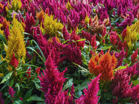 Colourful Celosia flower or Cockscomb blooming in garden. Beautiful flower multi color with Celosia Argentea or Plumed cockscomb blossom nature background. Celosia spicata, woolflowers, Rooster combの写真素材