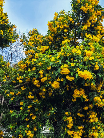 Yellow elder, Yellow trumpet, Trumpet vine flowers, Ginger Thomas. Tecoma stans or yellow bell blooming with nature background. Beautiful yellow flowers blossom with green leaves. Nature wallpaper.の写真素材