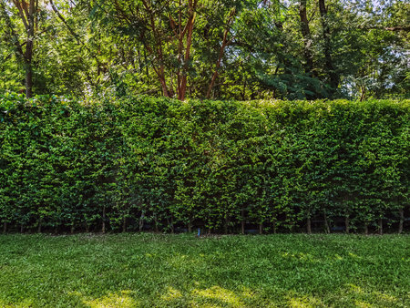 Green wall or plant fence for backdrop and texture. Green wall or hedgerow for background. Ligustrum Ovalifolium hedge. Natural wall by Ficus altissima tree. Beautiful exterior decoration in garden.の写真素材