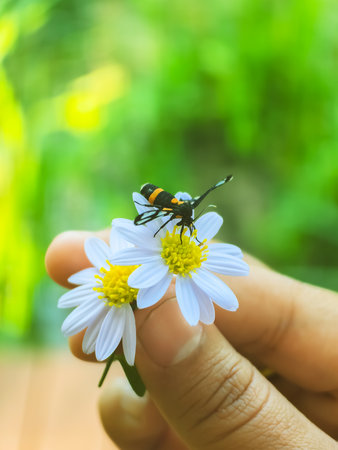 Nine spotted moth or Syntomis phegea on chamomile or daisy flower in hand of woman with green...