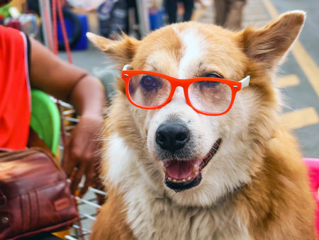 Brown and white dog wearing red and white glasses sitting and looking forward on street. Portrait of adorable cute happy dog wearing transparent eyeglasses. Tamed pets sit and relax at street side.の写真素材