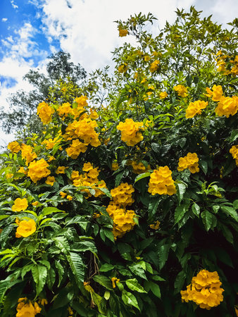 Yellow elder, Yellow trumpet, Trumpet vine flowers, Ginger Thomas. Tecoma stans or yellow bell blooming with nature background. Beautiful yellow flowers blossom with green leaves. Nature wallpaper.の写真素材