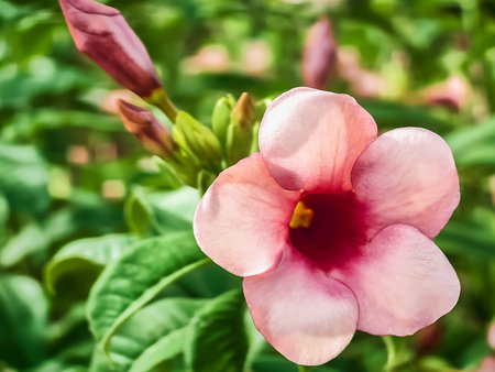 Beautiful Desert Rose, Adenium obesum. Japanese frangipani adenium ornamental plant, succulent flowering plant adenium as desert rose. Pink azalea flower. Beautiful frangipani flower with green leavesの写真素材