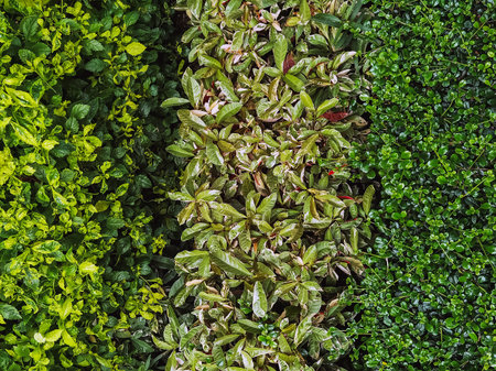 Green wall or plant fence for backdrop and texture. Green wall or hedgerow for background. Ligustrum...