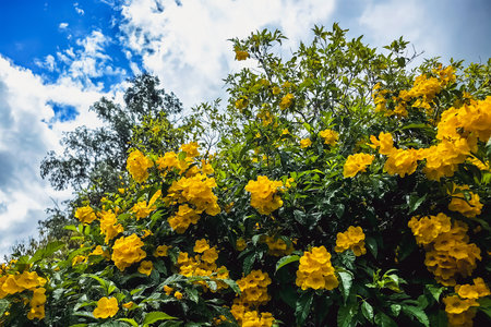 Yellow elder, Yellow trumpet, Trumpet vine flowers, Ginger Thomas. Tecoma stans or yellow bell...
