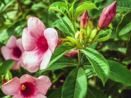 Beautiful Desert Rose, Adenium obesum. Japanese frangipani adenium ornamental plant, succulent flowering plant adenium as desert rose. Pink azalea flower. Beautiful frangipani flower with green leavesの写真素材