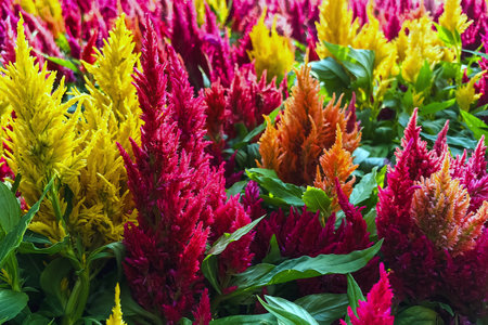 Colourful Celosia flower or Cockscomb blooming in garden. Beautiful flower multi color with Celosia Argentea or Plumed cockscomb blossom nature background. Celosia spicata, woolflowers, Rooster combの写真素材