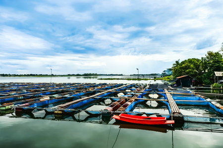 Beautiful scenic of aquaculture or fish farming in large cages  floating with floats from used plastic barrels in river. Farming fish household in baskets or cages in river. Aquaculture fish farming.の写真素材