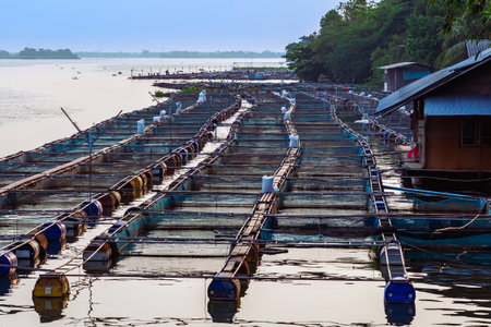 Beautiful scenic of aquaculture or fish farming in large cages  floating with floats from used plastic barrels in river. Farming fish household in baskets or cages in river. Aquaculture fish farming.の写真素材