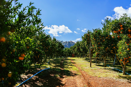 Orange trees or citrus sinensis covered with oranges. Tangerine tree or Citrus tangerina completely...
