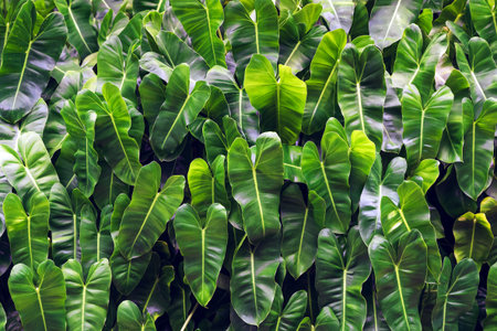 Philodendron burle marxii, Philodendron plant or green leaf background. Natural glossy dark green...