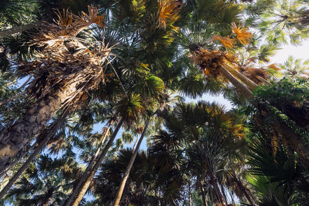 Beautiful view of Taraw palm or Livistona saribus forest tree wild. Tree with green leaves. Green trees with sky background. Island of Livistona saribus or Primeval forest. Lush foliage, Tall trees.の写真素材