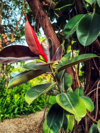 Ficus elastica also known as rubber fig, rubber bush, rubber tree in nature. Blooming Ficus elastica flower or Indian rubber tree. Natural Leaf Texture Background. Ficus Lyrata and Ficus Elasticaの写真素材