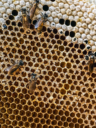 View of golden honeycomb nature and bee. Honey bee , Apis mellifera , honeycomb. Wild honeycomb in...