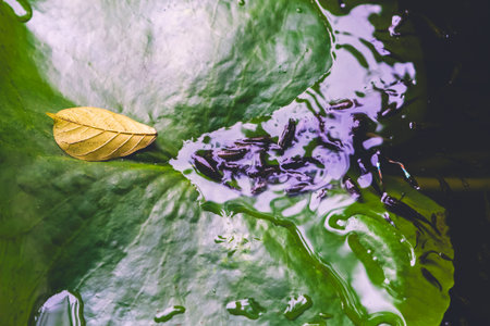 Shoal of small guppy fish relax and swim over green lotus leaf. Top view of macro group molly fish in laying upper on lotus leaf. Fish find oxygen above water. Selective focus.の写真素材