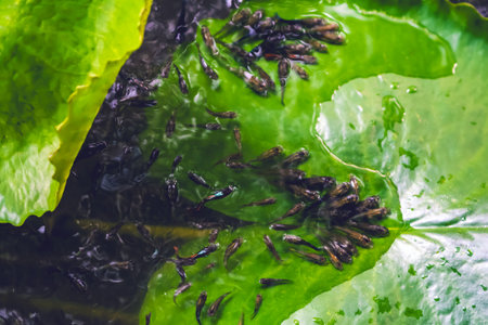 Shoal of small guppy fish or small fancy fish relax and swim over green lotus leaf. Top view of macro group molly fish in laying upper on lotus leaf. Fish find oxygen above water. Selective focus.の写真素材