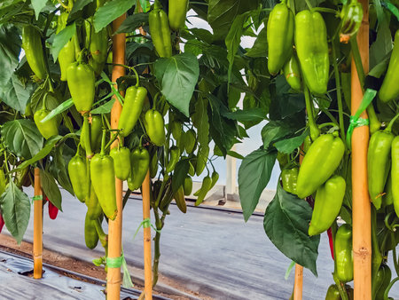 Pepper greenhouse, fruitful, ready for harvest capia peppers on healthy pepper plants. Ripe bell peppers growing in garden. The harvest of vegetables. Capsicum annuum L. var. minimum (Miller) Heise.の写真素材