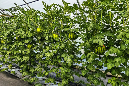 Fresh watermelon fruit grows on green watermelon plantation in summer. Agricultural watermelon cultivation in greenhouse. Healthy watermelon hangs with mesh on tree in plantation from vine in garden.の写真素材