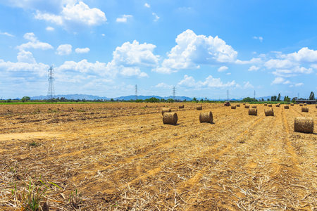 View of dried leaves rolled into circular motion after harvesting. Farmers collect dried leaves and...