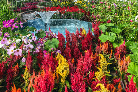 Colorful spring flowers decoration in park for gardening ideas in greenhouse. Various floral combinations. Colourful beautiful flowers plants field botanical garden indoors. Lush flower beds in gardenの写真素材