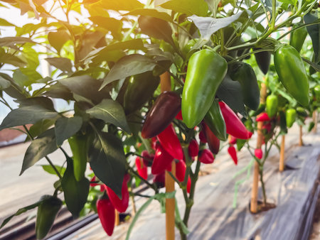 Pepper greenhouse, fruitful, ready for harvest capia peppers on healthy pepper plants. Ripe bell peppers growing in garden. The harvest of vegetables. Capsicum annuum L. var. minimum (Miller) Heise.の写真素材