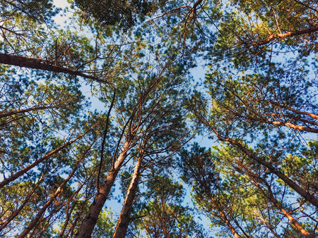Beautiful view treetops of Khasiya Pine trees. Bottom view of tall pine trees in evergreen forest....