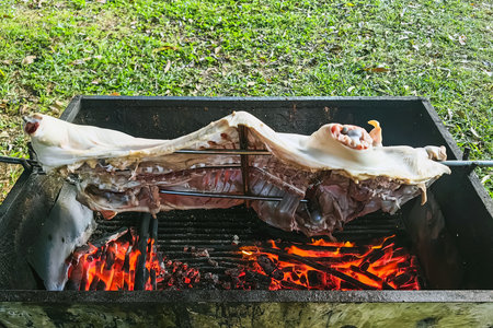 Barbecued suckling pig. Roasted suckling pig on stove. Food at party outdoors pig roast on grill. Piglet roasted on a spit, Barbecued pig. Piggy carcasses being grilled with ancient charcoal stove.の写真素材