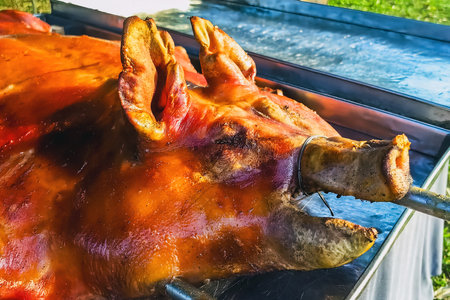 Chinese style roast suckling pig or barbecued suckling pig served on tray. Delicious,Golden roasted BBQ suckling pig Cantonese style. appetizing roasted suckling piglet on large stainless steel trayの写真素材