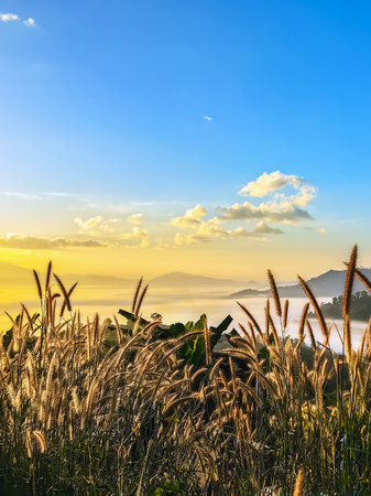 Beautiful lush green mountain and sea mist partially obscured by tall golden wild grasses in foreground. Scattered beauty of elephant grass flowers add splash of color to scene. Selective focus.の写真素材