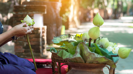 Hands of woman folding petal lotus for prayer. Woman arrangement by handmade for religious worship. Fold lotus flower petals garland. Thai culture hand making decoration on lotus flower leaf.の写真素材