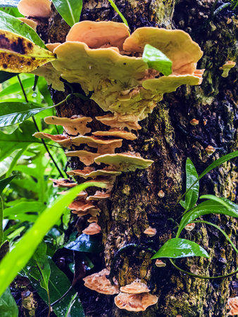 Stereum ostrea, also called false turkey tail and golden curtain crust, is a basidiomycete fungus in genus Stereum. Tree bark overgrown with false turkey tail. Hairy stereum, or hairy curtain crust.の写真素材