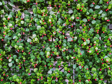 Modular artificial hedge panel. Beautiful hedge of Boxwood. Seamless texture of green artificial background. Artificial plant bush wall for interior and exterior decoration. Boxwood bush hedge.の写真素材